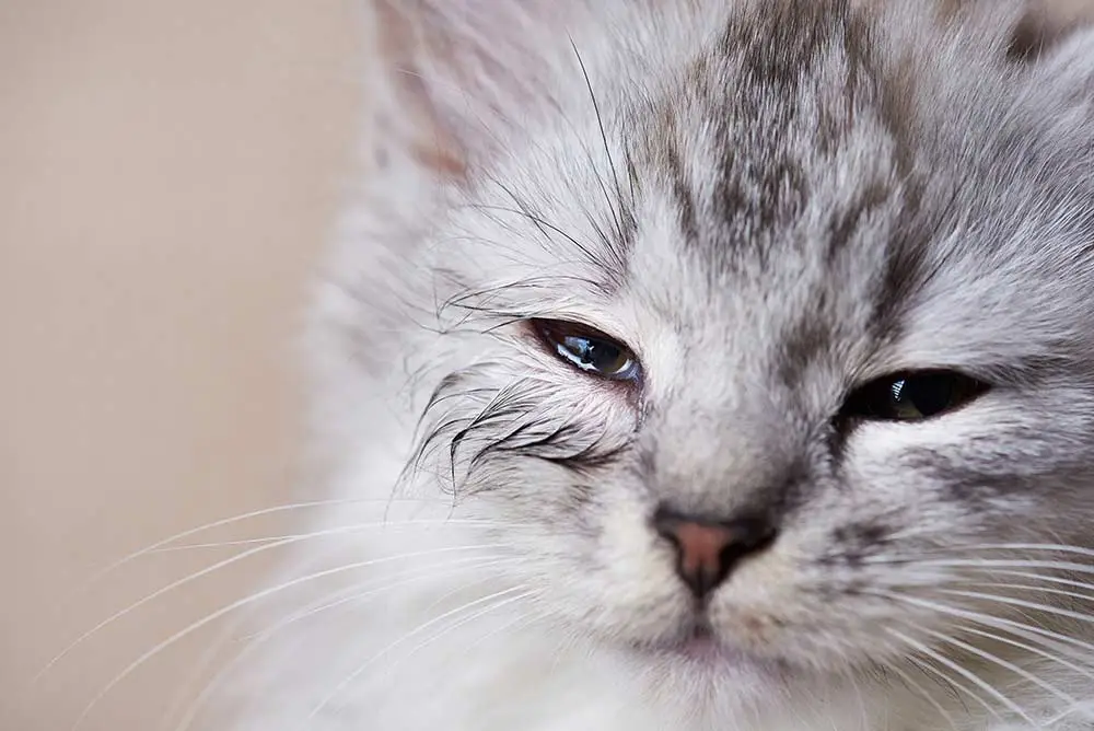 Træk gul ind i en kat i katten på katten [Veterinærer] først [veterinærer] af