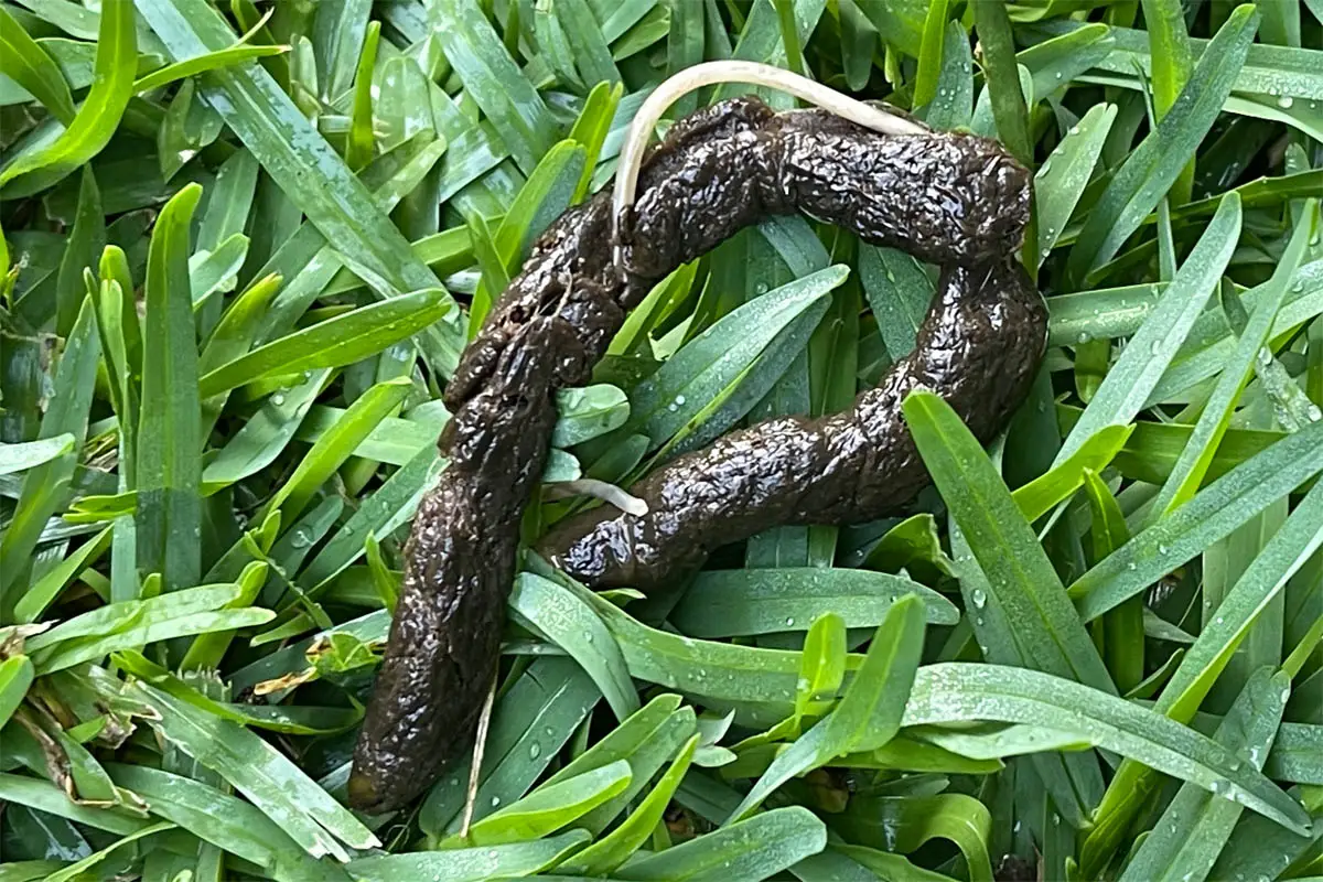 Roundworms in a puppy