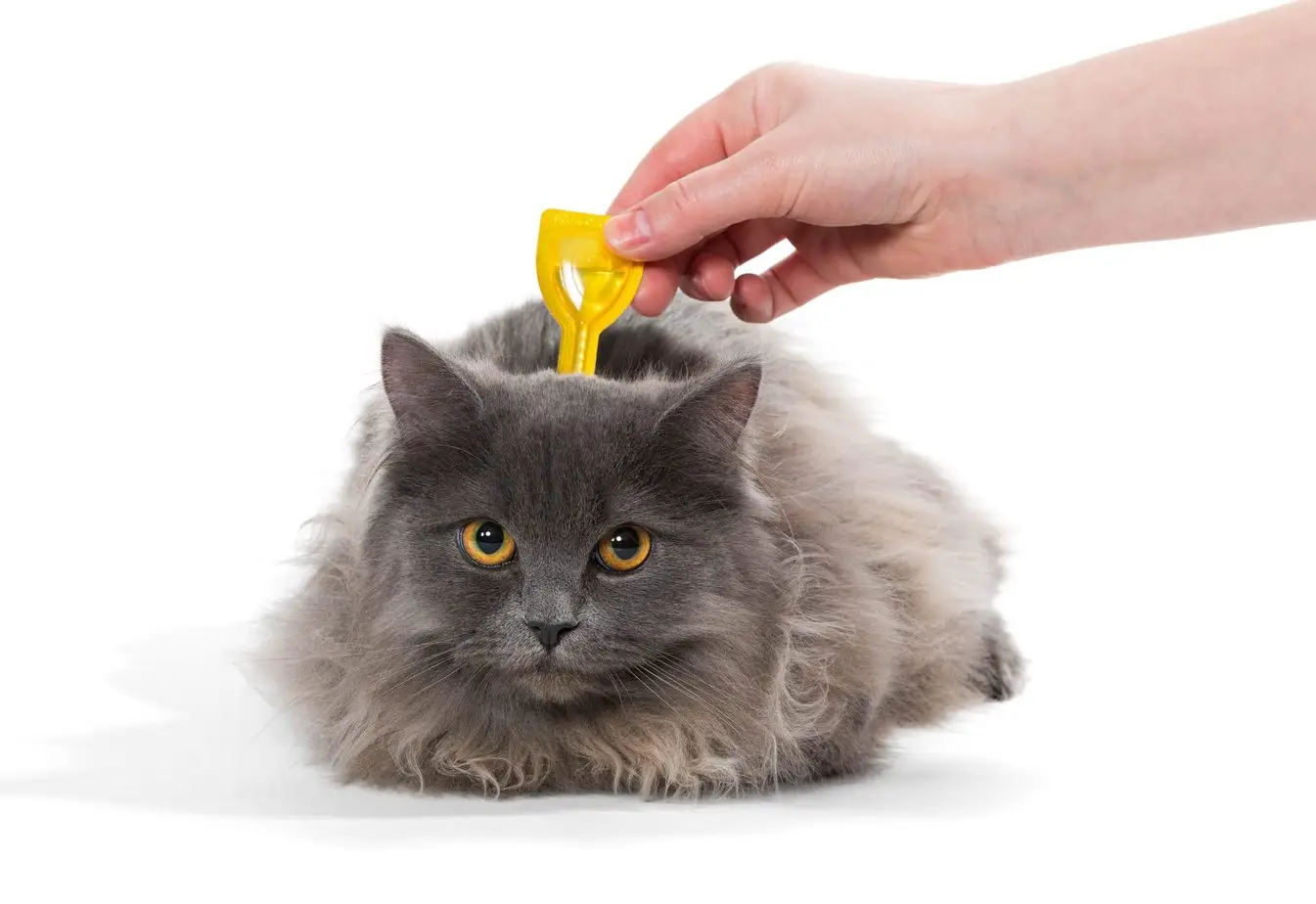 Topical flea treatment