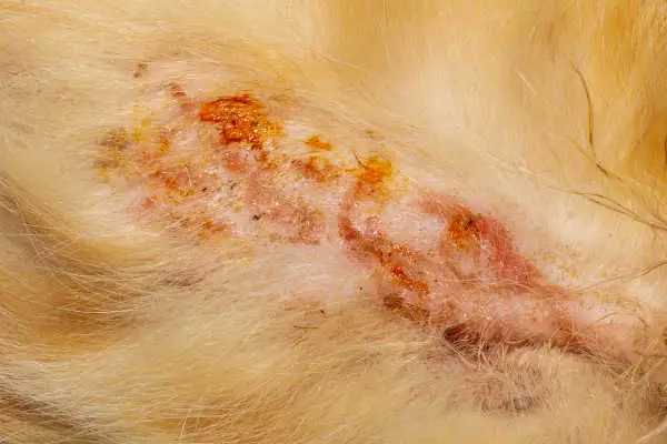 pyoderma skin infection on cat