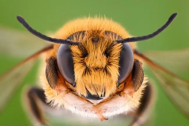 Insect bites and stings