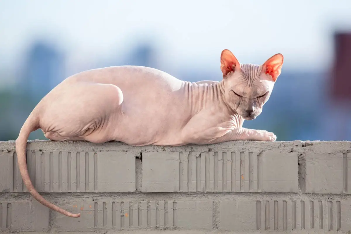 Sunburn in cats