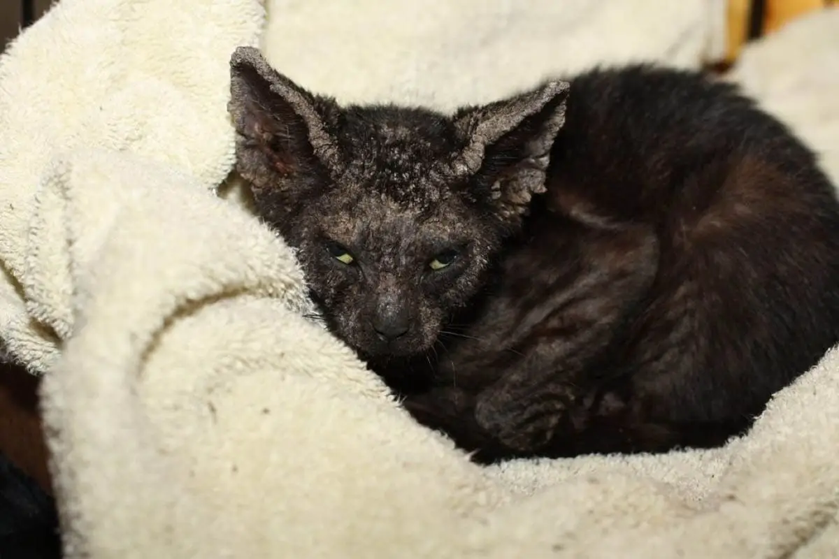 Kitten with mange