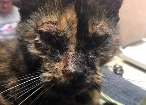 Pemphigus in cats