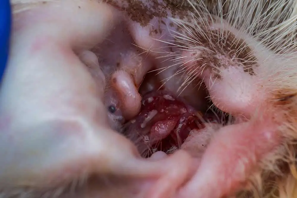 Apocrine cyst in cat ear