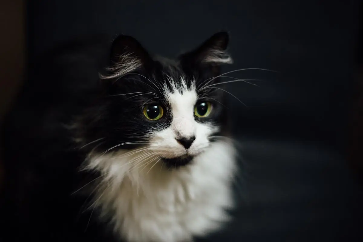 Hemphilia in cats