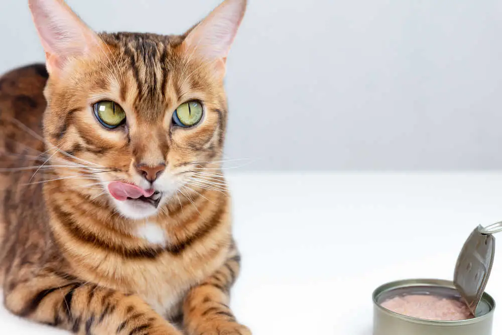 cat with tuna can