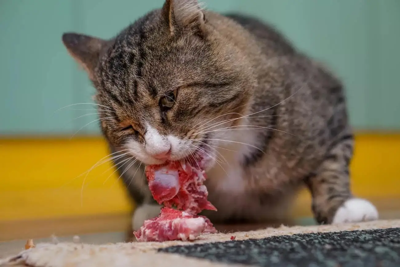 Warum können Katzen rohes Fleisch essen, ohne krank zu werden?