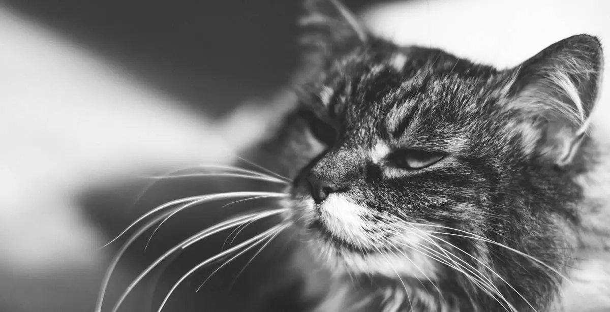 Comportamento moribundo de gatos