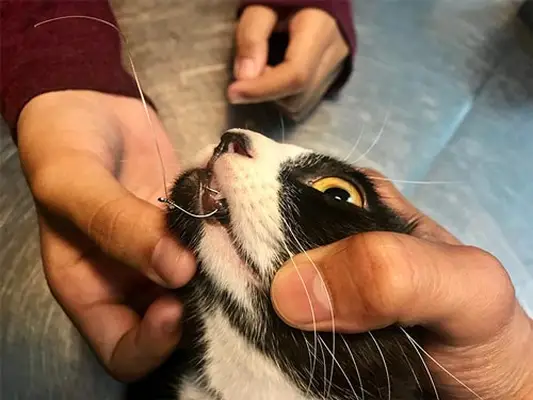 A cat was traumatised