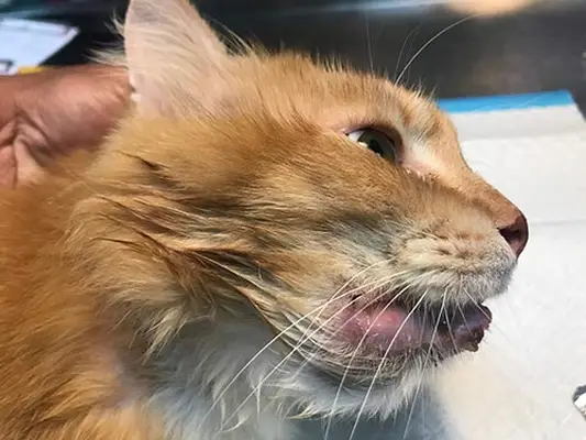 A cat with swollen lower lip