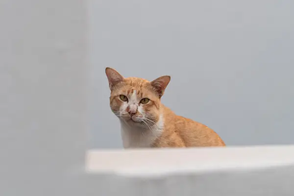 Cat stung by a bee or wasp