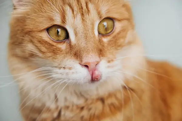 Red cat with a swollen upper lip