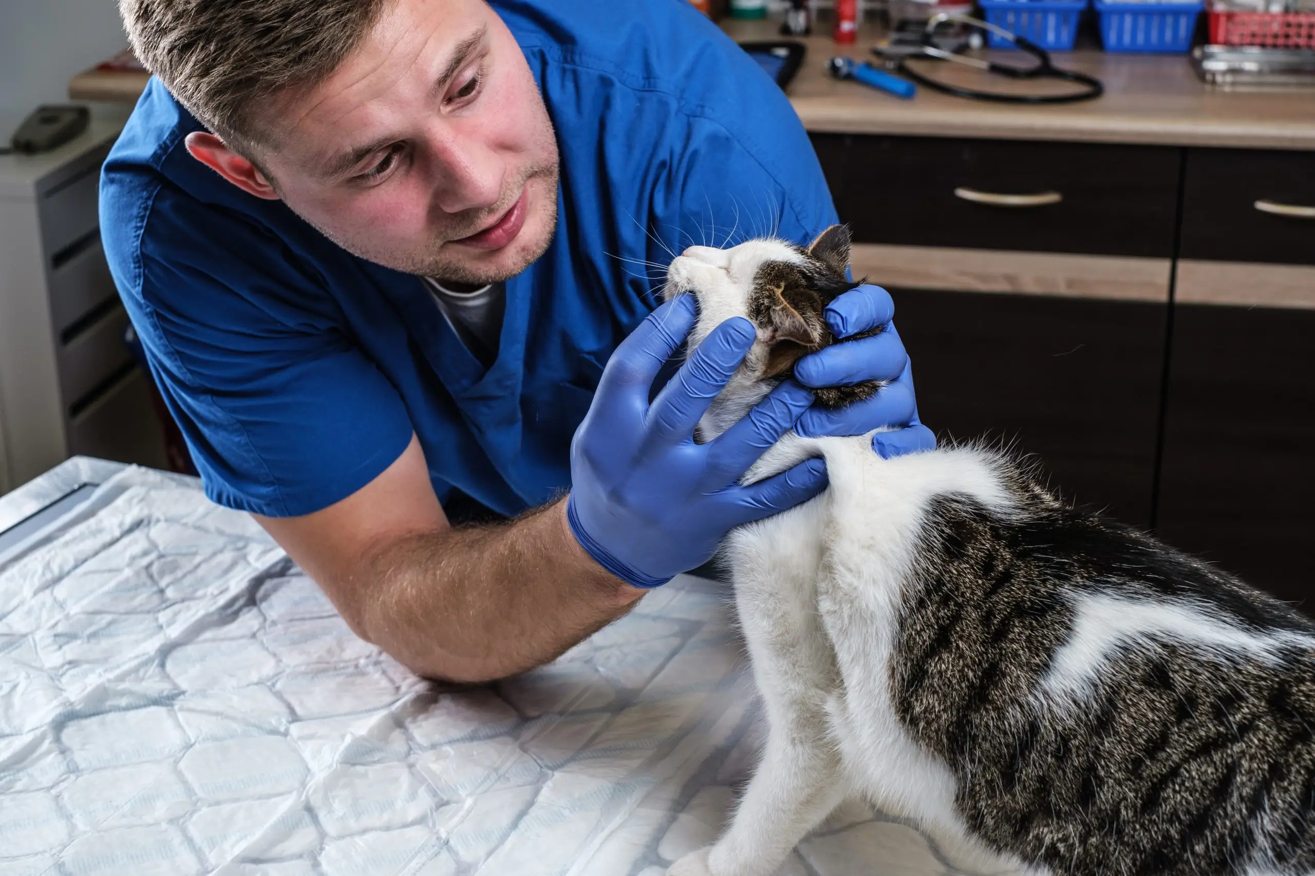 Bumps de lábios, feridas e úlceras em gatos [fotos e conselhos sobre veterinários]
