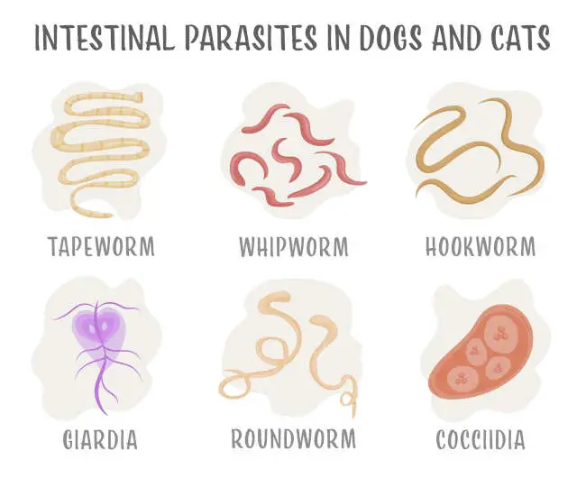 illustration showing the most common internal parasites in cats