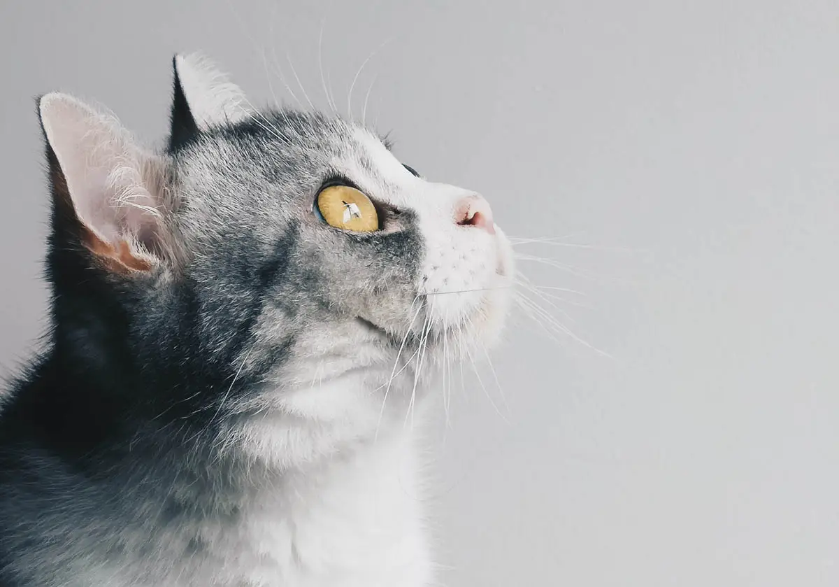 Remedios caseros para resfriados de gatos y gripe