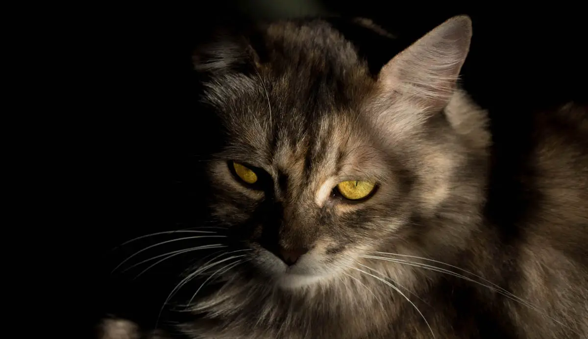 Hypoparathyroidism in cats