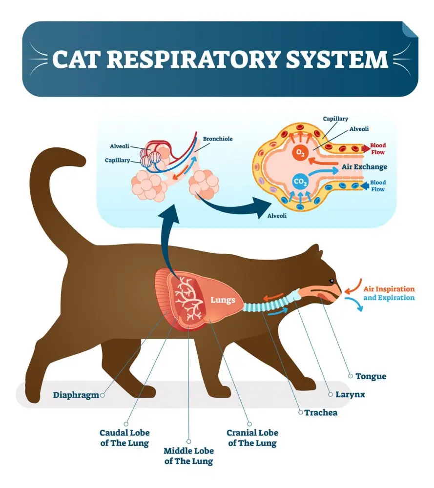 Feline respiratory system