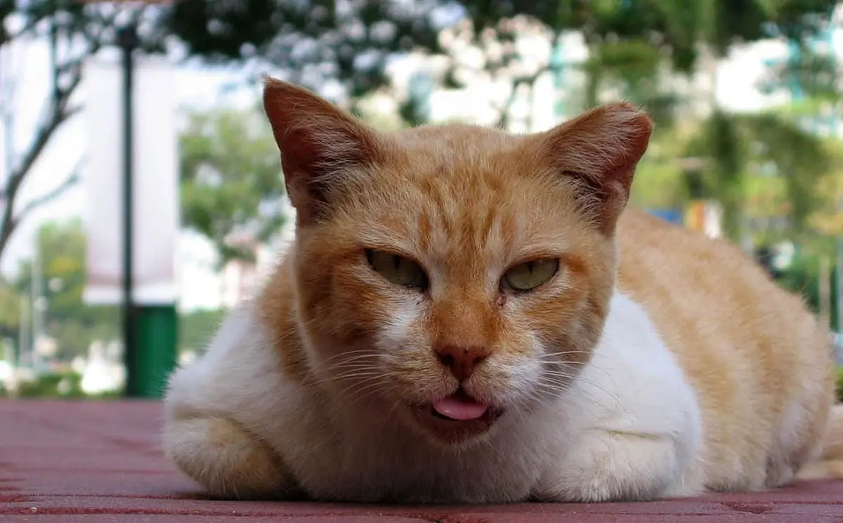 Cat coughing
