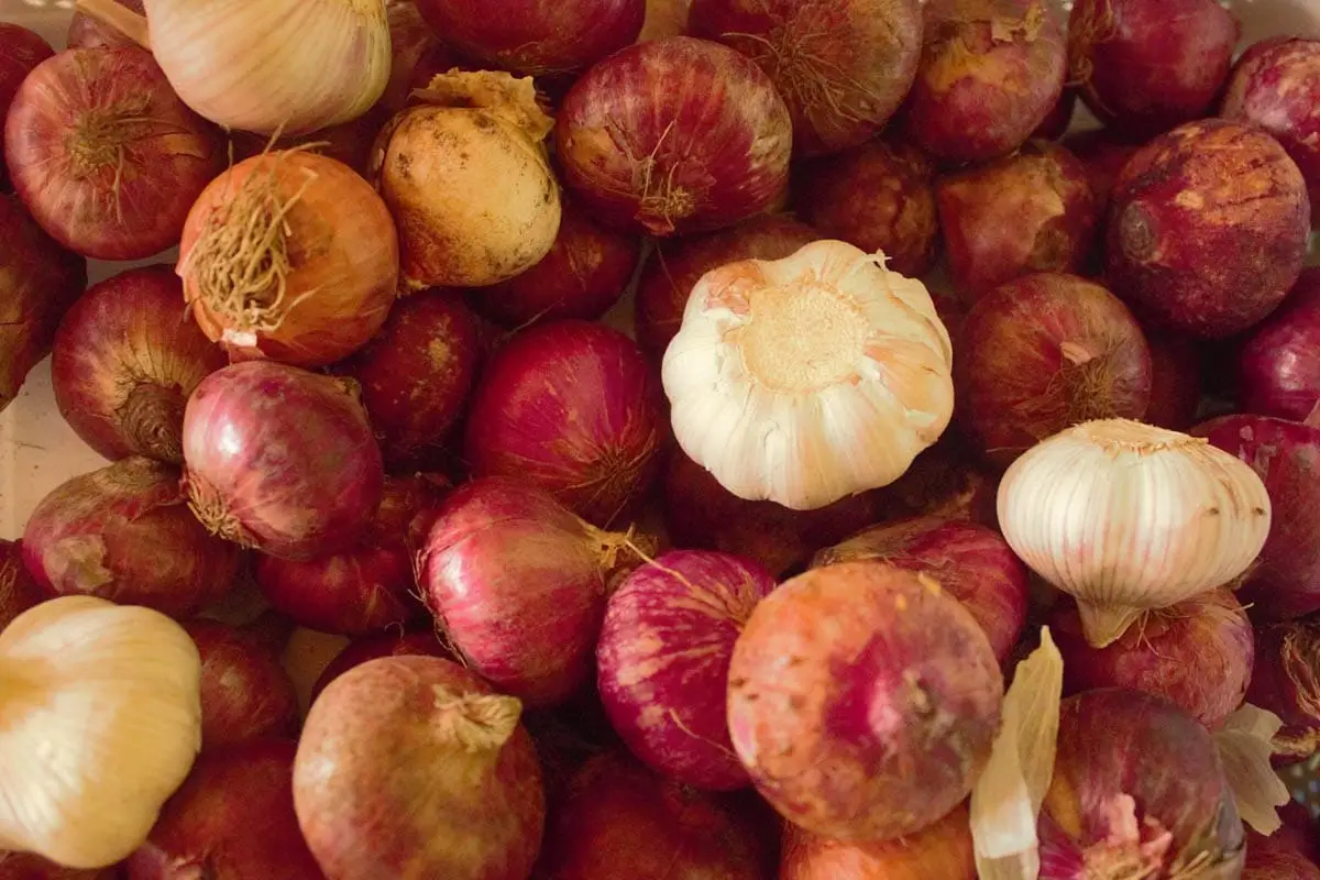Onion and garlic