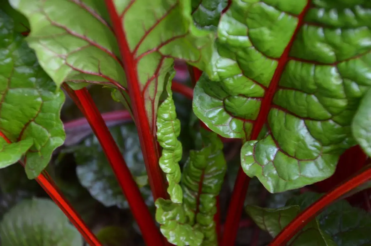 Rhubarb