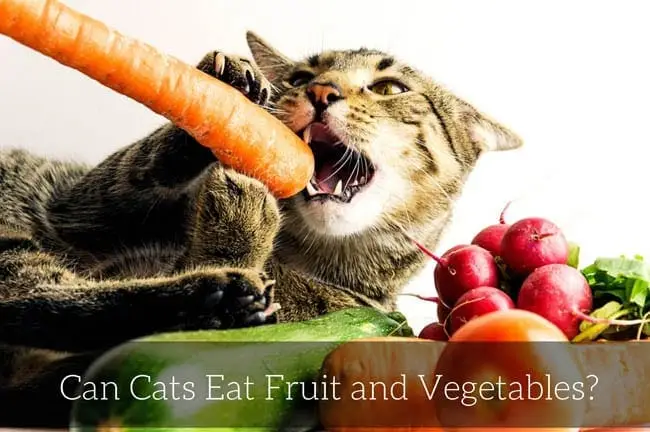Können Katzen Obst und Gemüse essen?