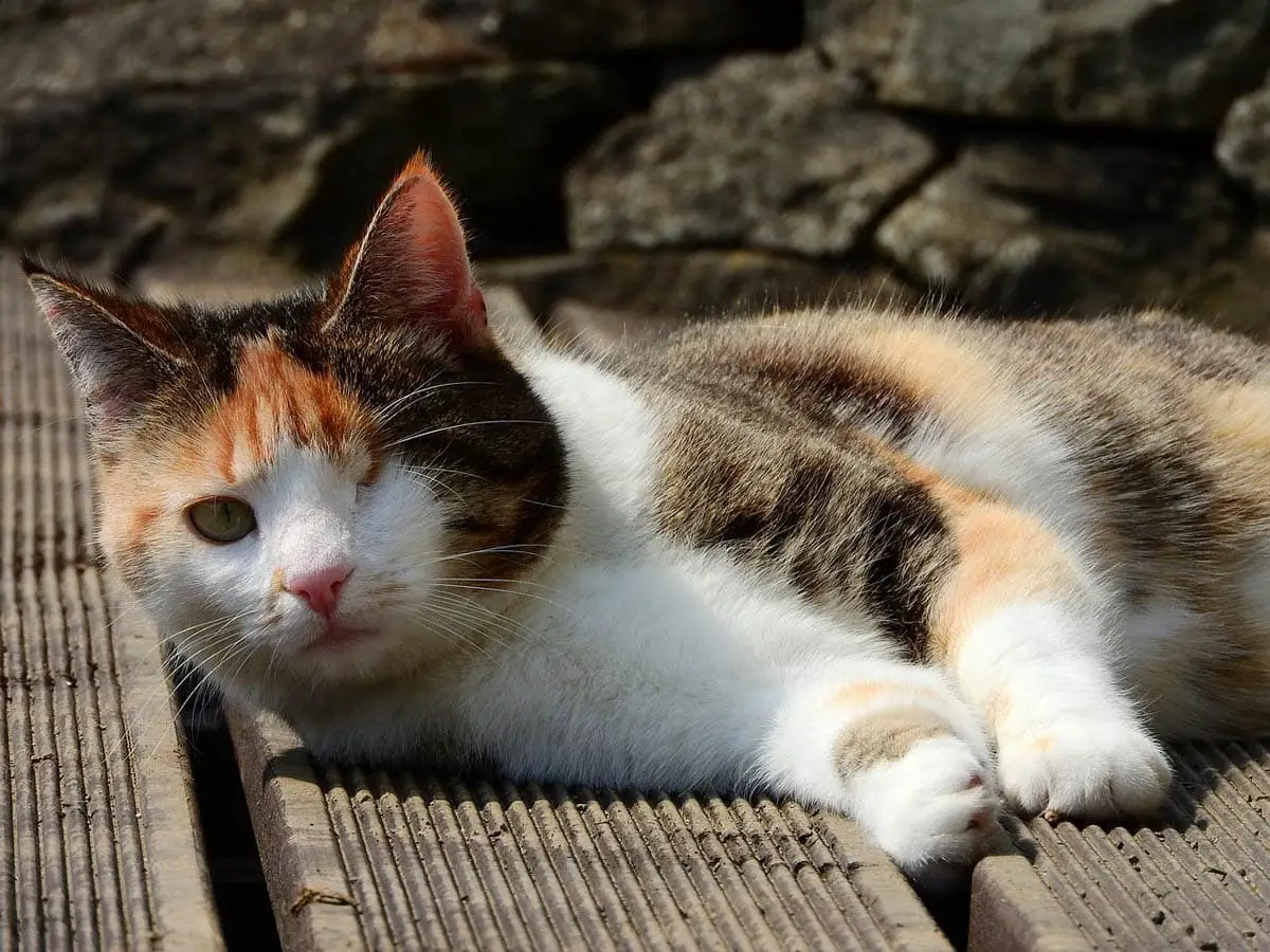 Enluati -kat -operation