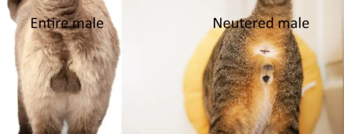 Difference between an entire and neutered cat