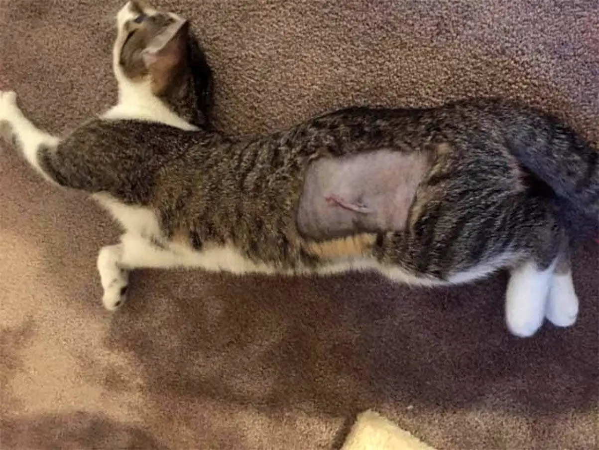 Desexing scar on a female cat