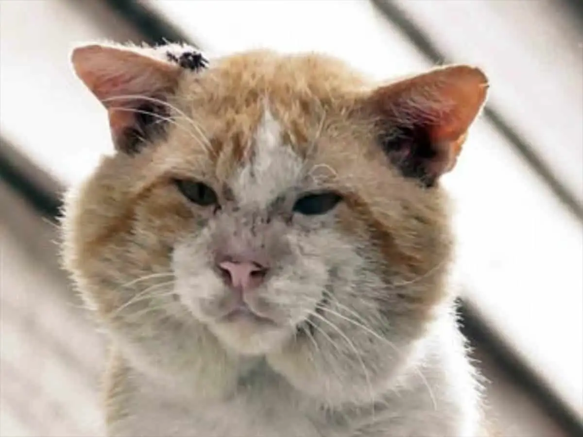 What are tomcat jowls?