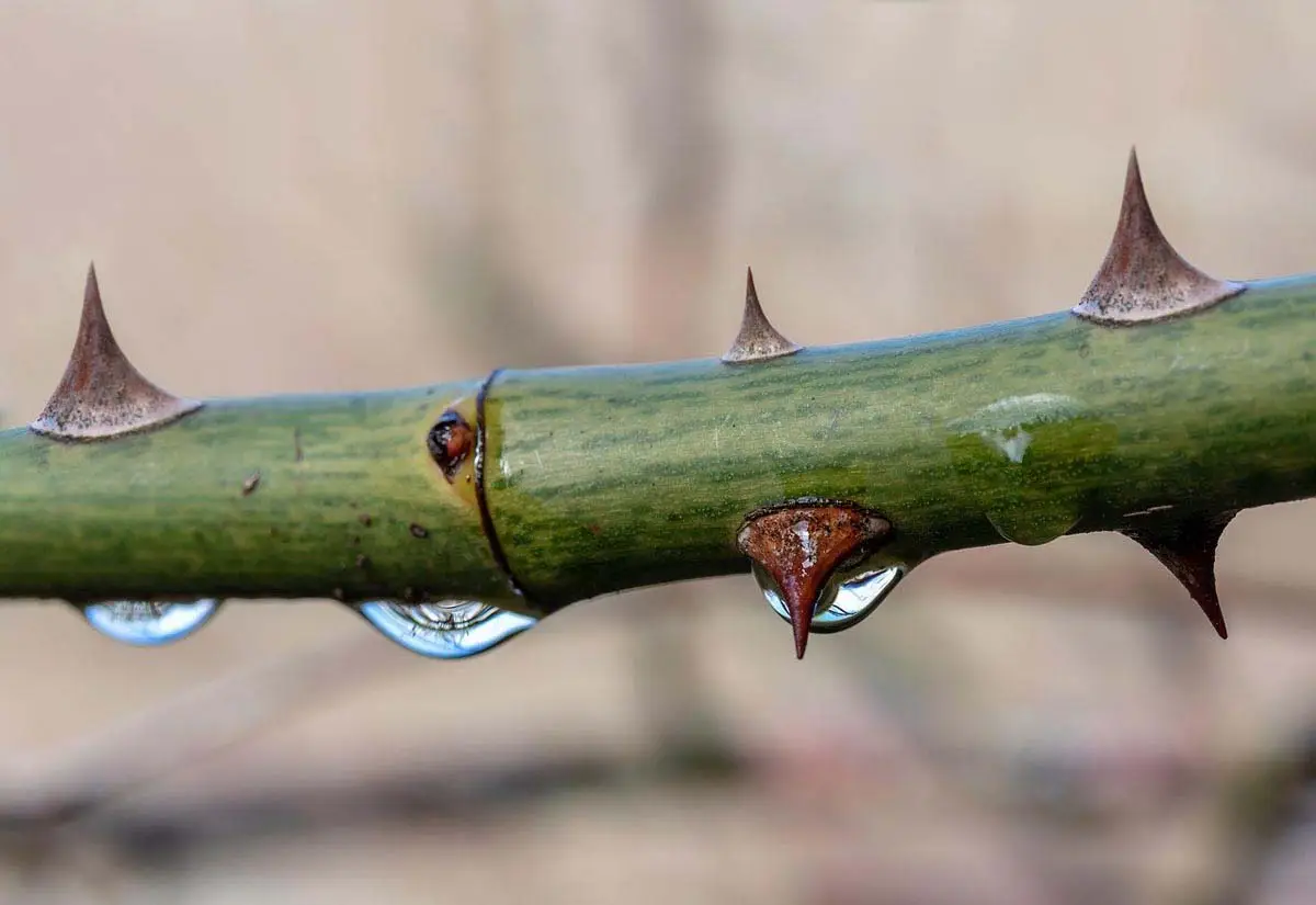 Thorns on a rose