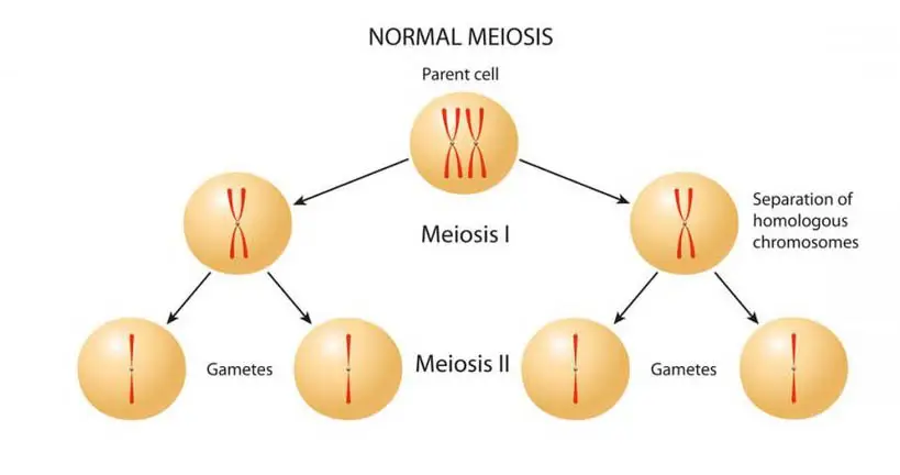 Normal meiosis