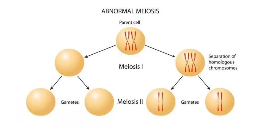 Abnormal meiosis