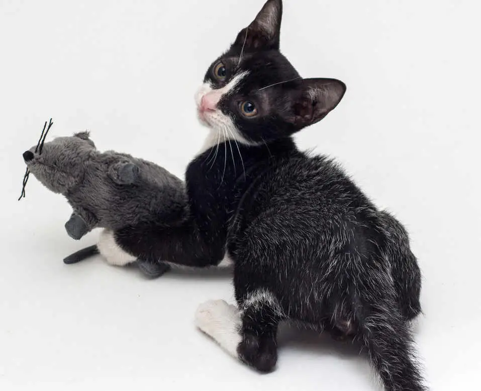 color changing fever coat in kitten