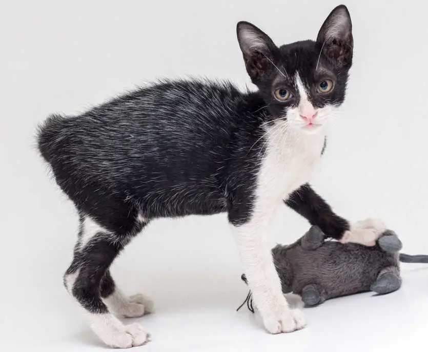 fever coat in a kitten