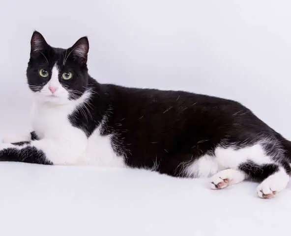 Fever coat in adult cat