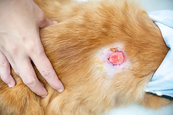 Infected wounds on the cat