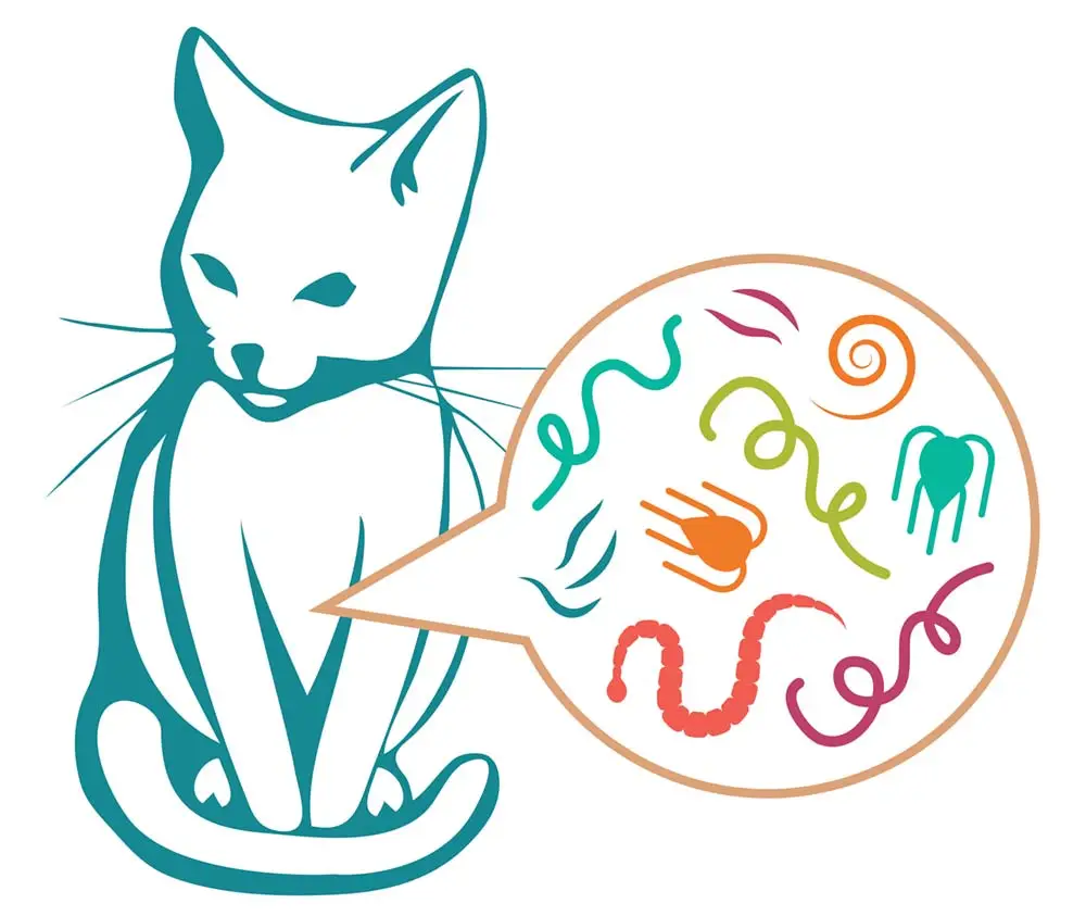 illustration showing worms in cat