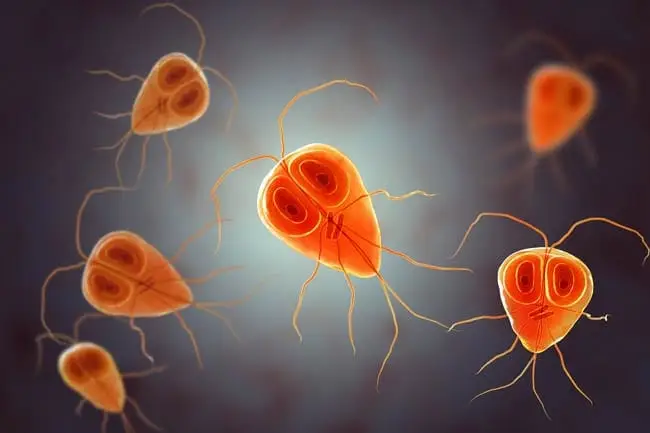 Giardia in cats