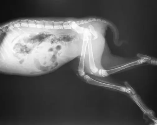 sample cat xray