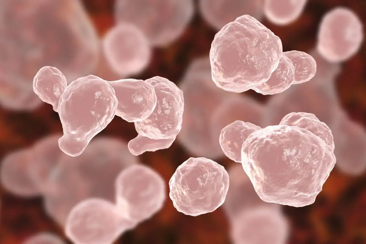 Cryptococcosis in cats