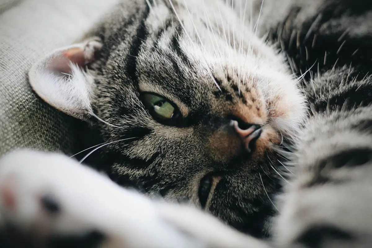 Zoonosis felina (infecciones que puedes capturar de gatos)