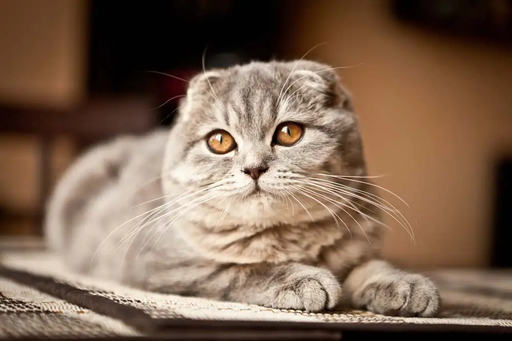 Small-Cat