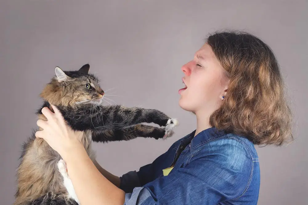 Are-Maine-Coons-heavy-shedders