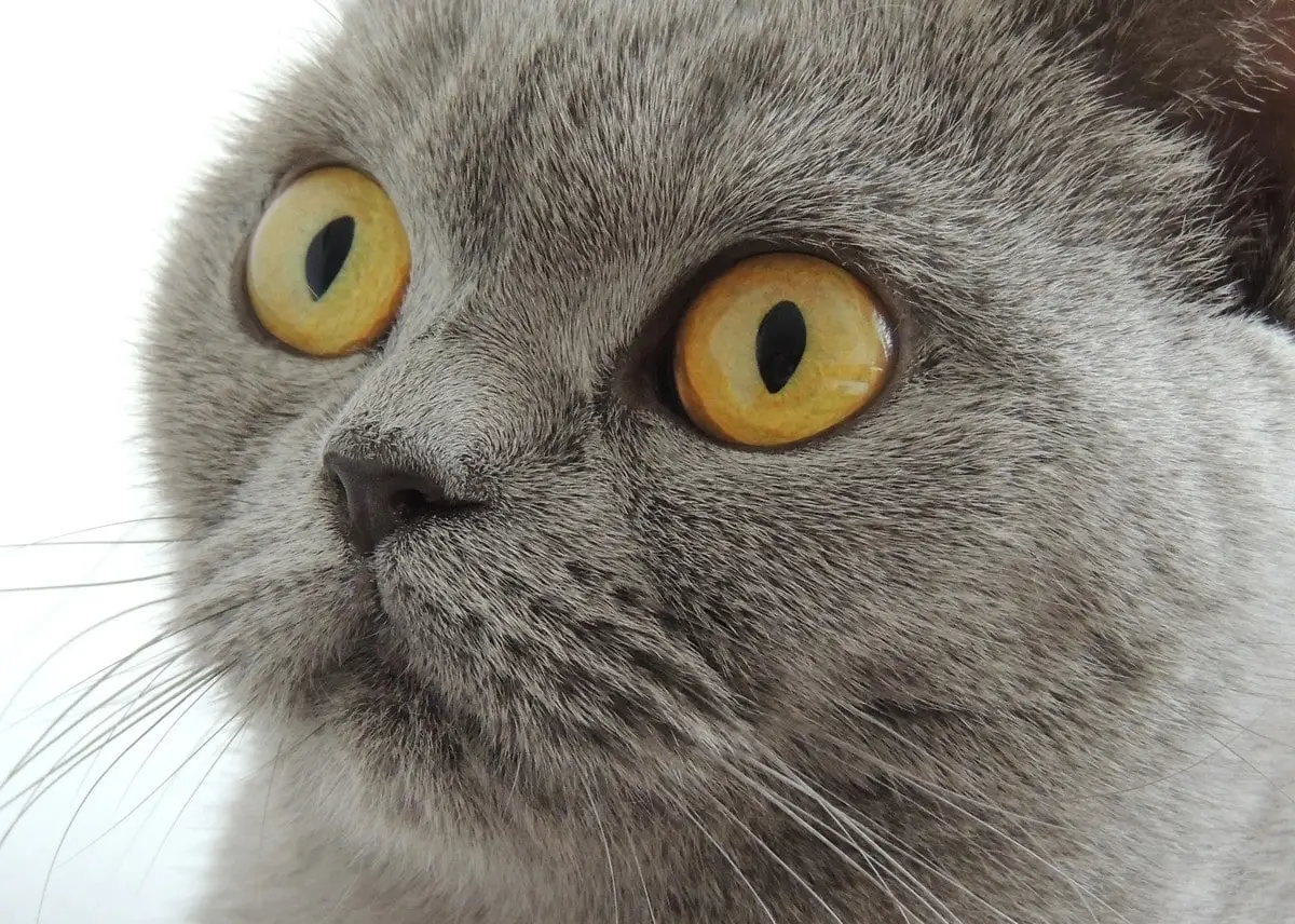 Healthy cat eyes