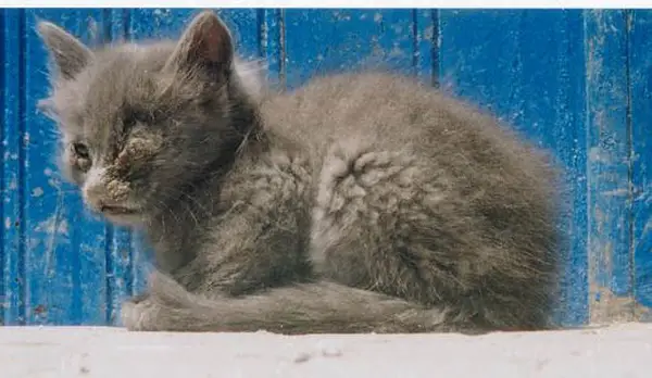 Eye infection in cats