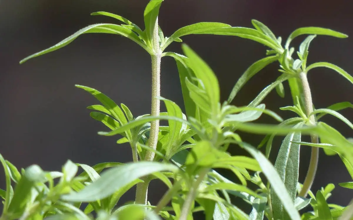 Summer savory