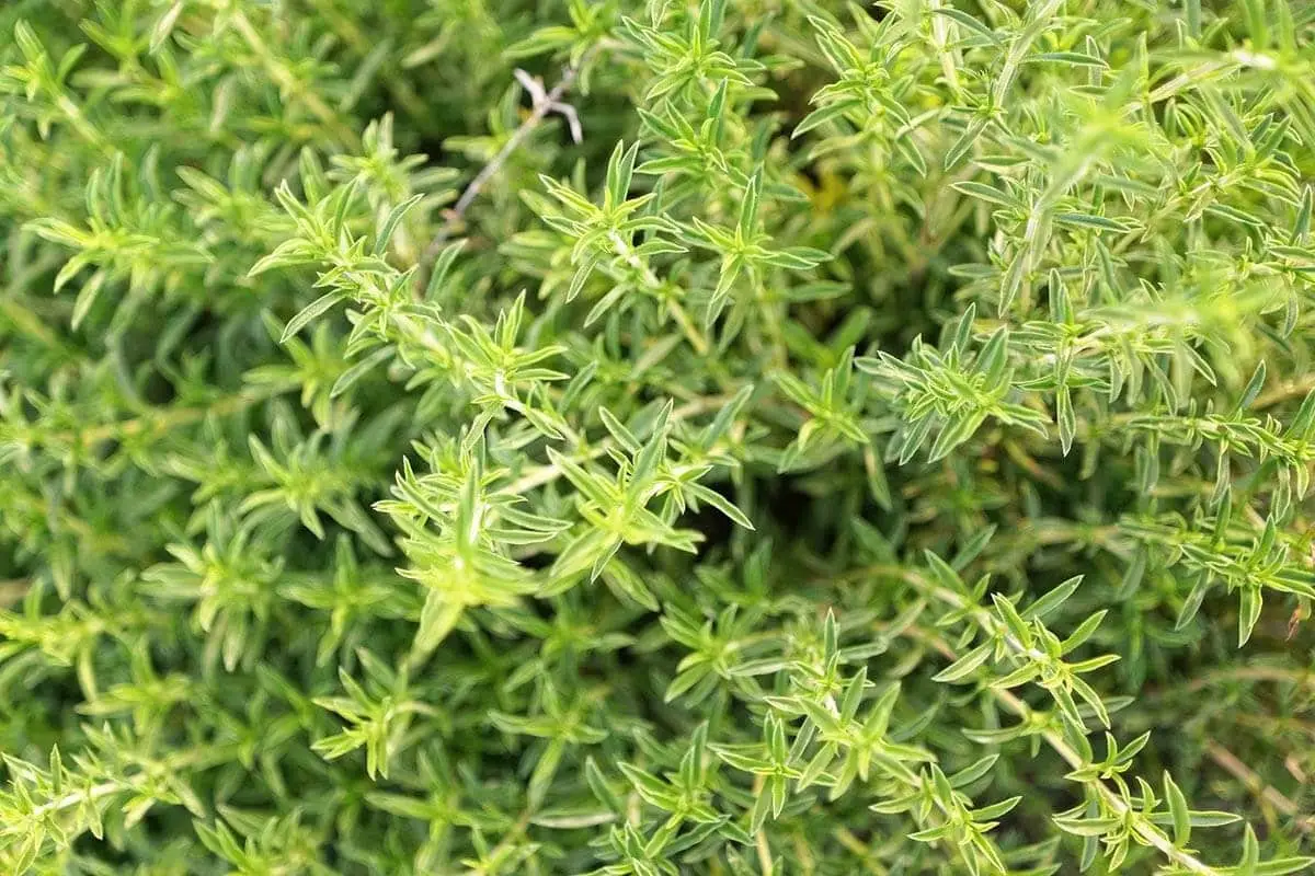 Winter savory