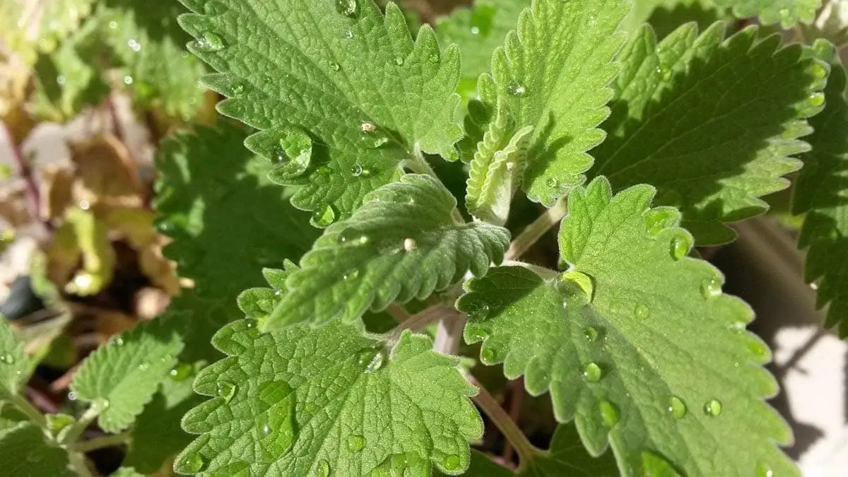 Catnip plant