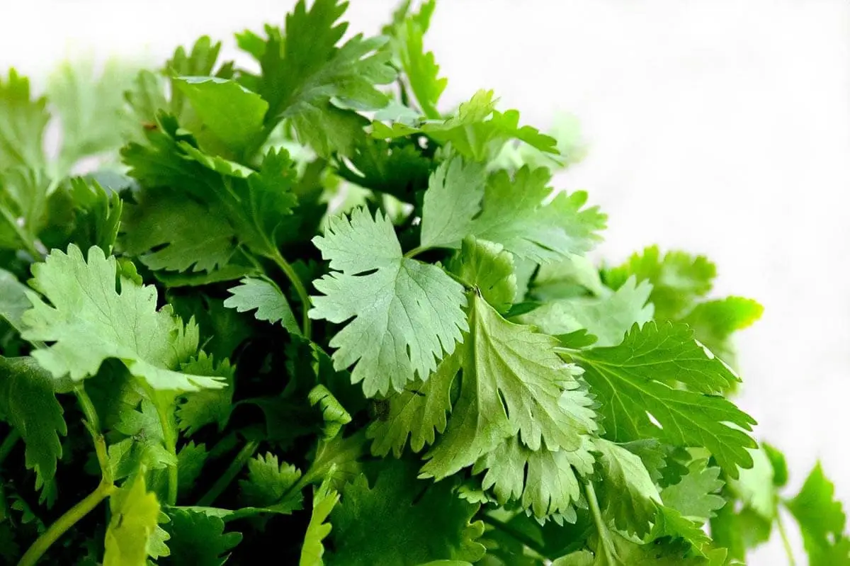 Cilantro or coriander